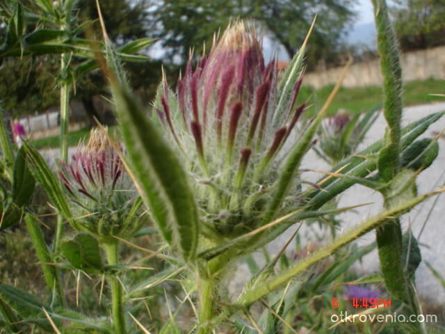 Какви бодлички ... 