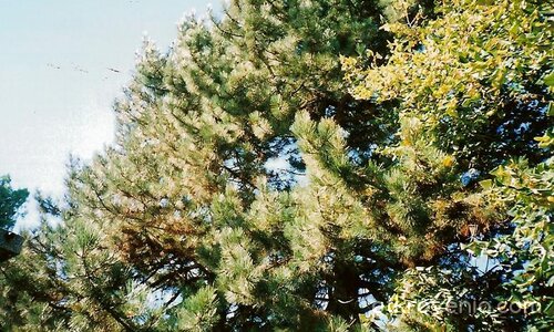 Бор в задния двор