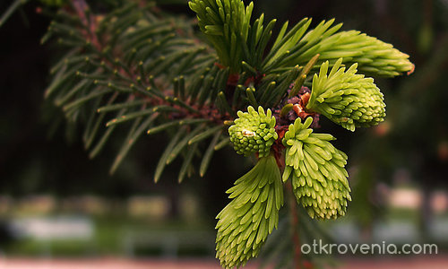 Жажда за живот