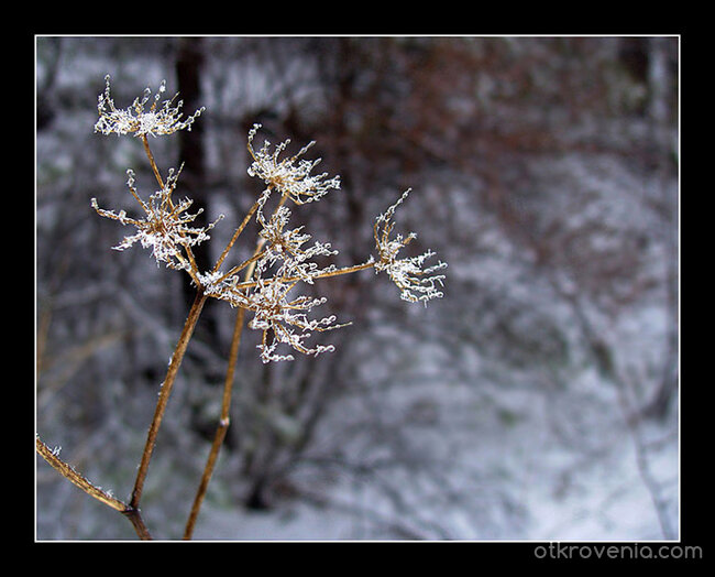 Вледенен копнеж