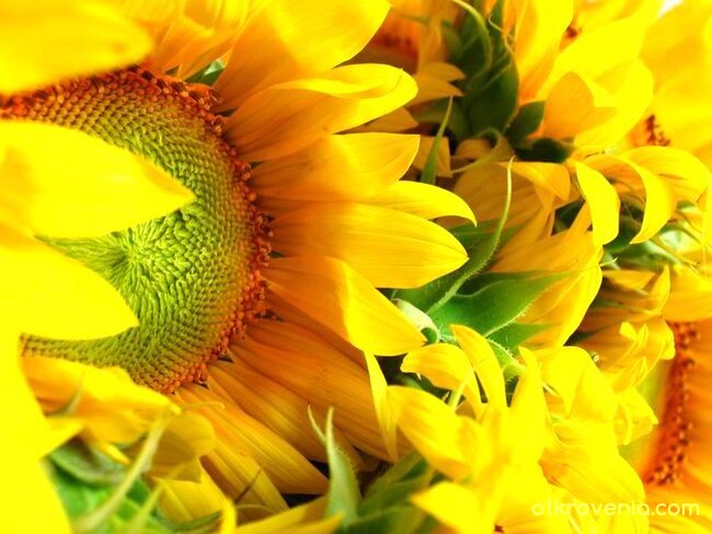 Слънчогледи