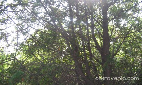 Слънчева паяжина