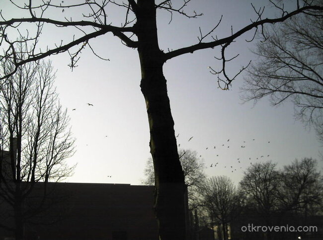 С разперени крила