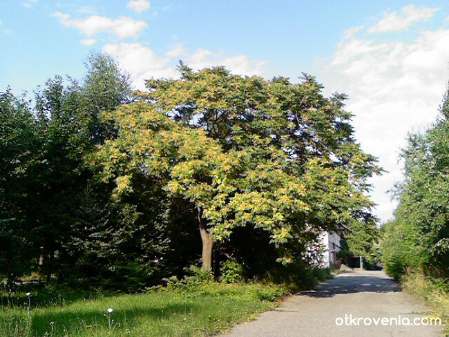Път на влюбените