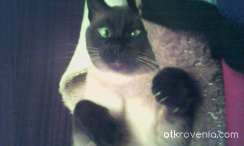 Да се размажеш от кеф