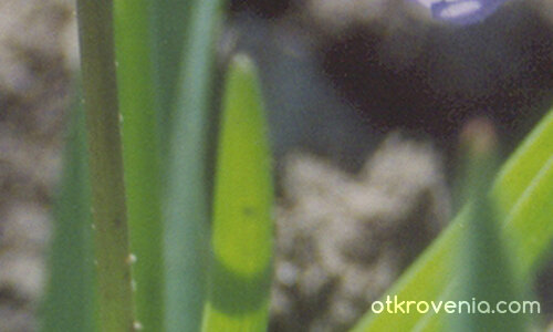 честита пролет