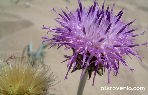 цвете в лилаво