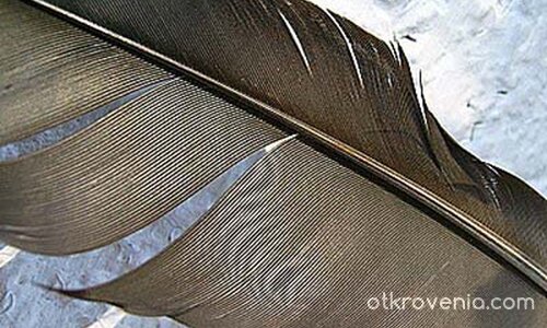 Суетното перо