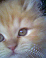 nedi (Недка Григорова)