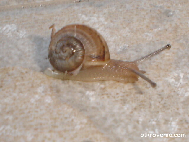 Охльо-бохльо,покажи си рогцата,да ги видим бели ли са,черни ли са