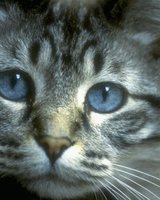 willie (Велизар  Благоев)