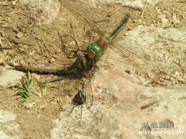 "Обезглавяване"
