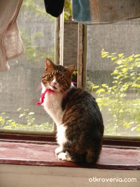 мили мой Зигмунд