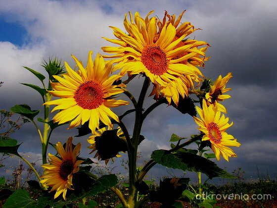 Поглед към слънцето