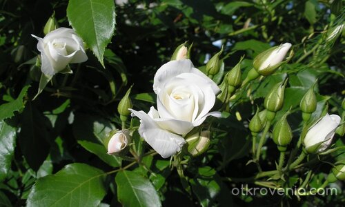 бяла нежност