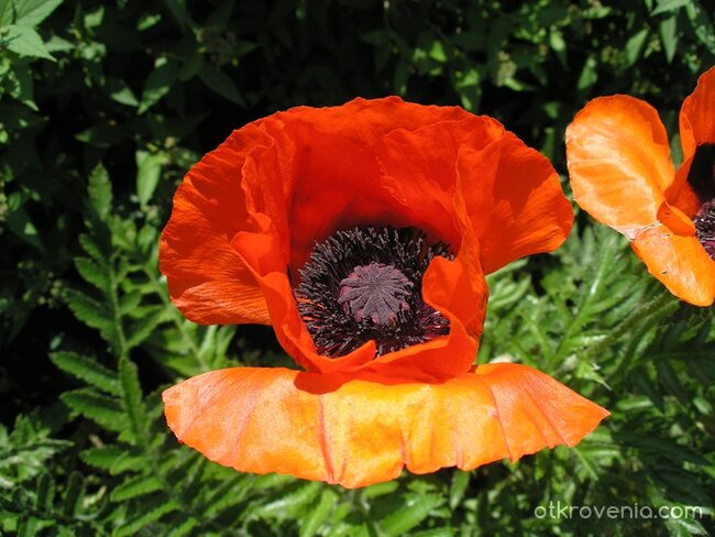 ориенталски мак