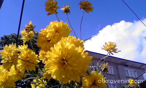 Цветята в края на лятото