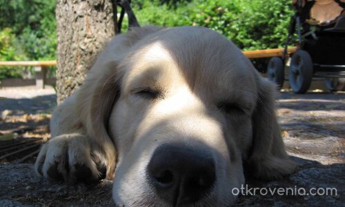 Куче си дремва