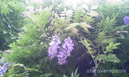 Лилаво цвете