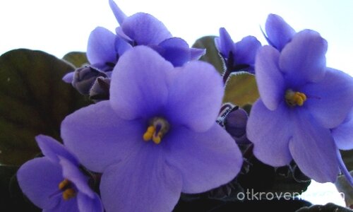 Лилава Звезда