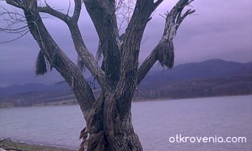 дървото на вещиците