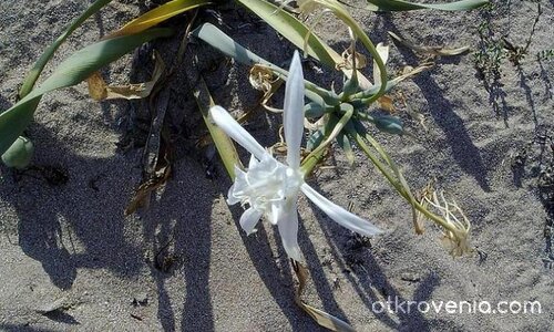 Пустинна земя