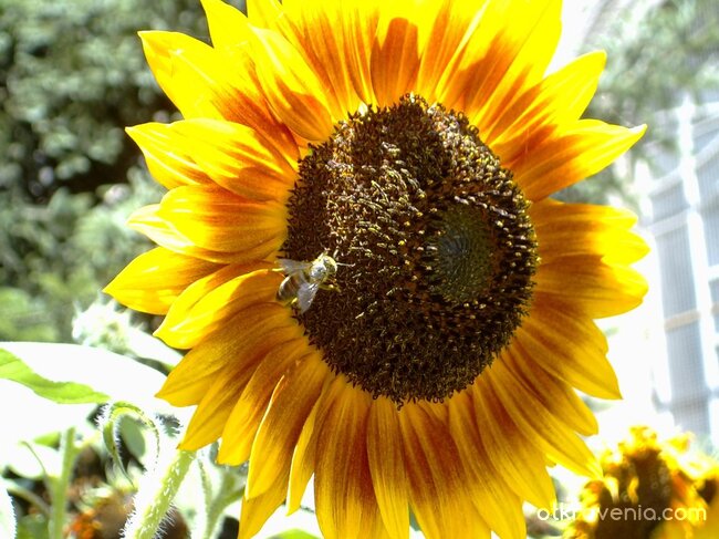 Медена пита