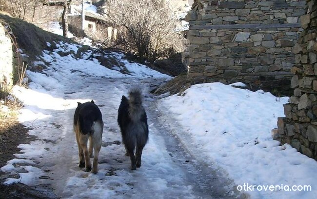 Семейна разходка