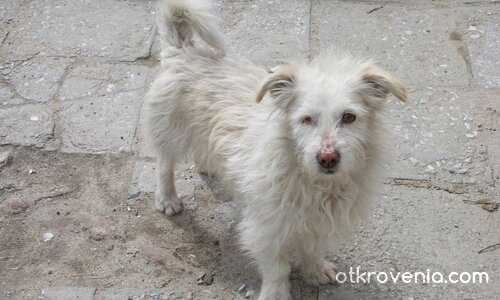 Никой не ме обича