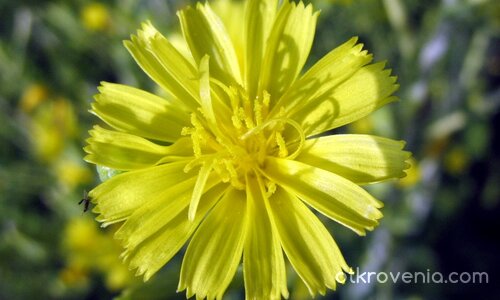 "мъничко слънчице"