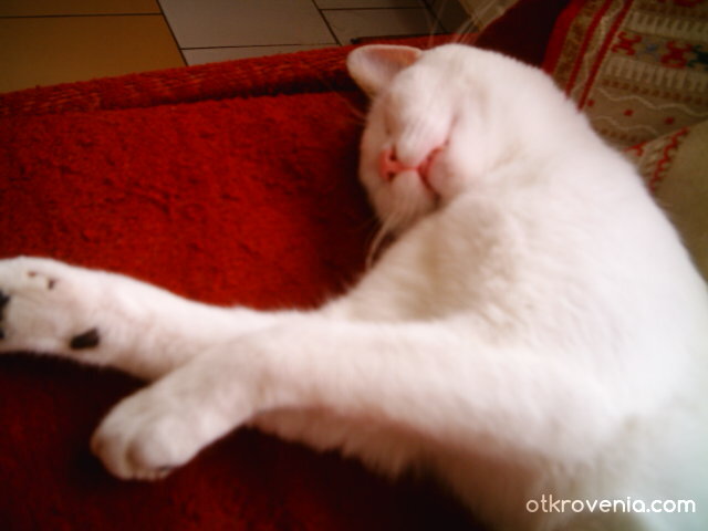 Удобна поза