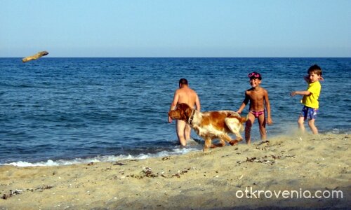 Детски емоции с ловджийско куче на плажа