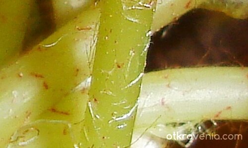 Това е гадното растение на баба ми, чиито лигави стебла направо ме отвращават