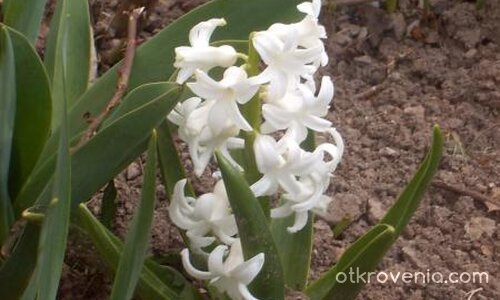 пролетно цветенце