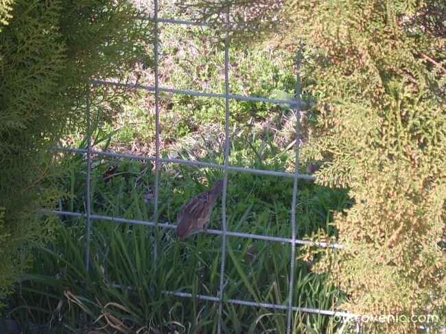 един фотогеничен врабчо