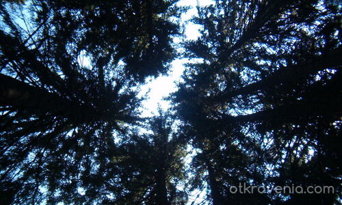 През погледа на една мравка