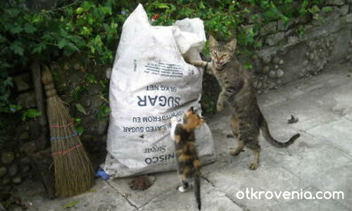 В боклука не се бърка!