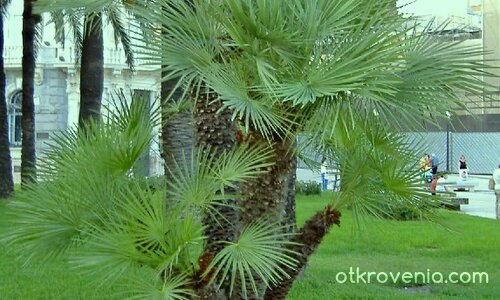 Малка, но красива...