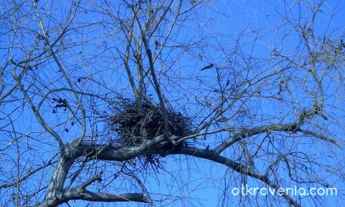 Дом в небесата