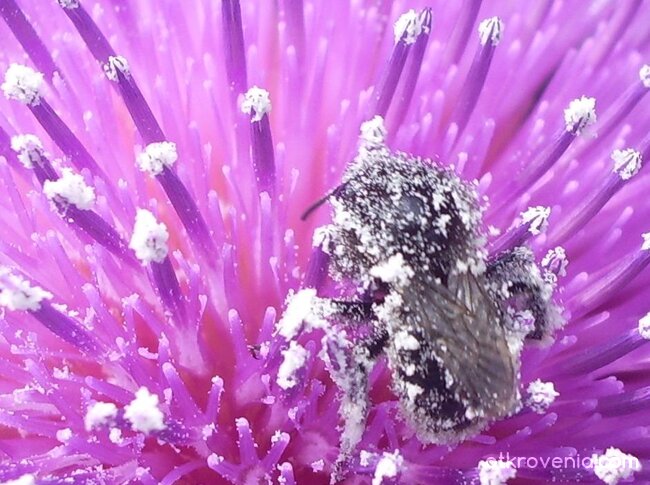 май попаднах в рая