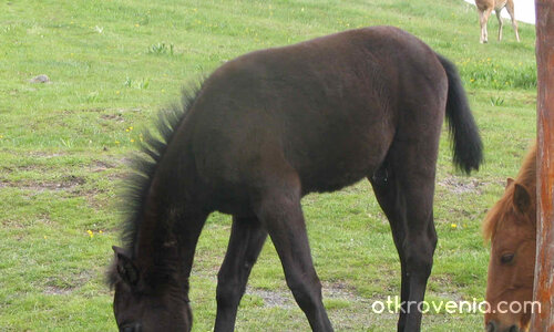 На поляната