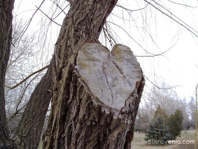 Не е ли любов..