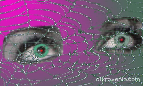 Очите на паяка