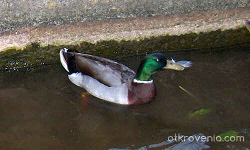 зеленоглавка