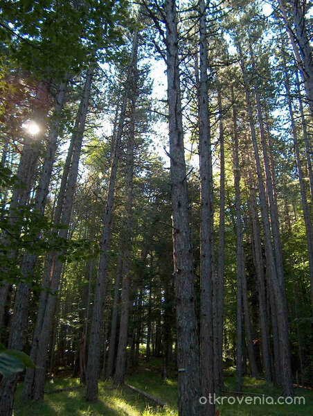 някъде из Велинград /пеизажи, колекция от елитни черборови насъждения/