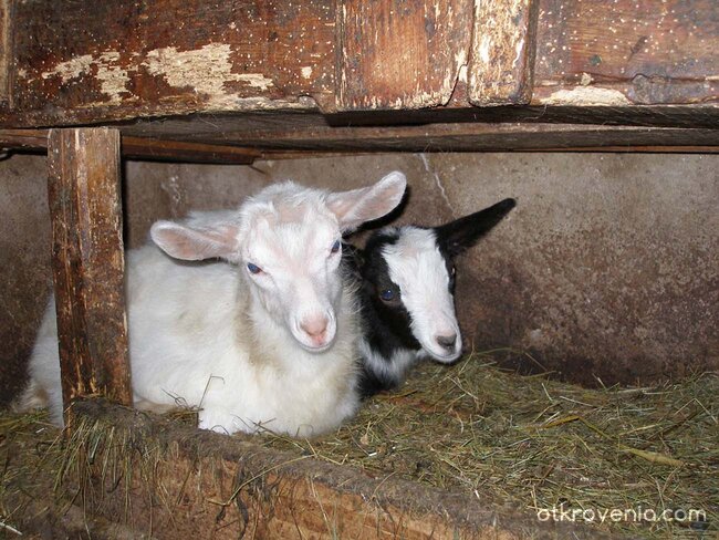 ах, колко са сладки...днес..