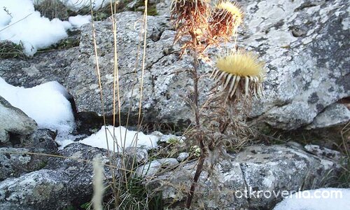 Nid Yw'r Swn Gyda Fi (Самотно цвете)