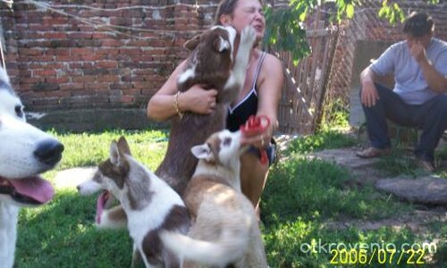 Любов ли бе да я опишеш...