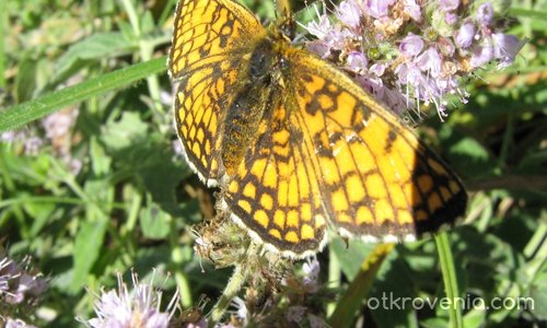  Да се "любиш" с пеперуда...