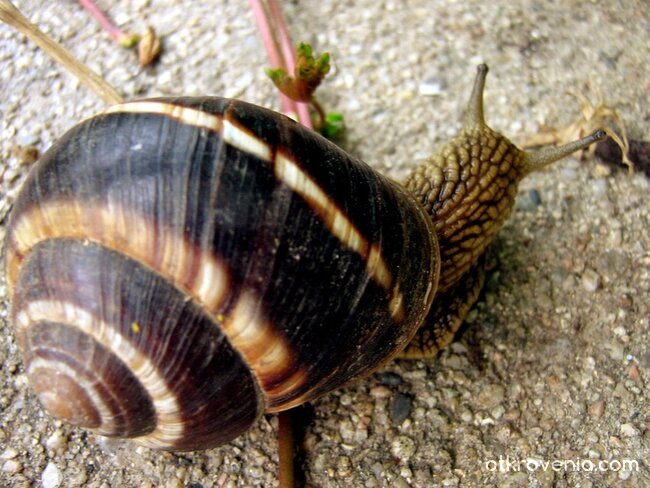 Охльо-бохльо, где така тръгнал си във тази сушина...? :)